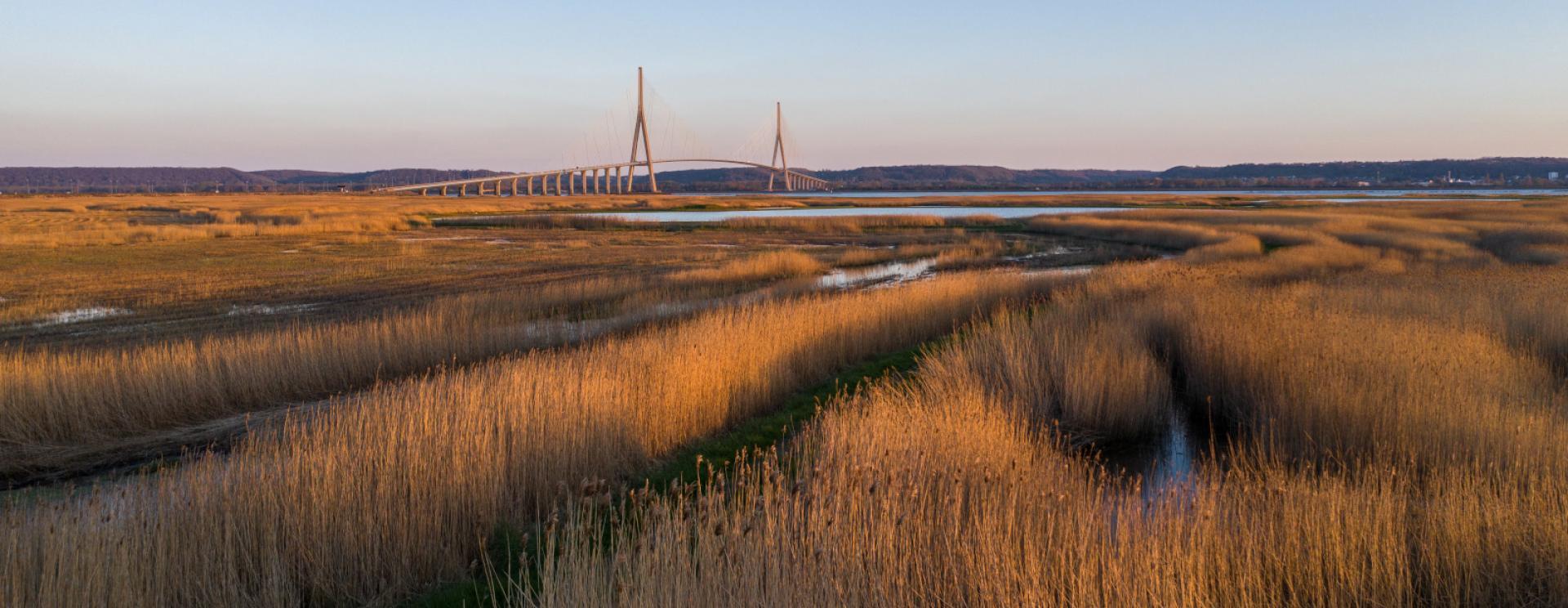Vue de la découverte du Marais de l'Aulnay, un chemin aménagé qui permet de se promener à travers divers milieux : bois, roselière, mares...