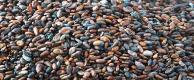 Fèves de cacao en vrac - Agrandir l'image, fenêtre modale