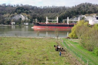 Arrachage de Buddleia à l'aide de chevaux de traits à Sahurs - Agrandir l'image 5 sur 9, fenêtre modale