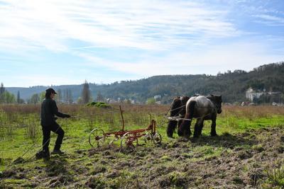 Arrachage de Buddleia à l'aide de chevaux de traits à Sahurs - Agrandir l'image 8 sur 9, fenêtre modale