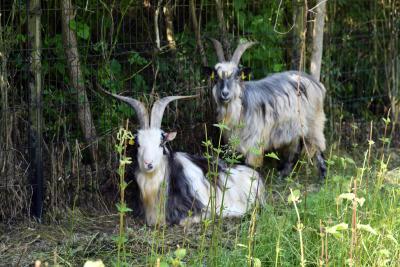 Chèvres en espace clôturé sur le port de Limay - Agrandir l'image 2 sur 9, fenêtre modale