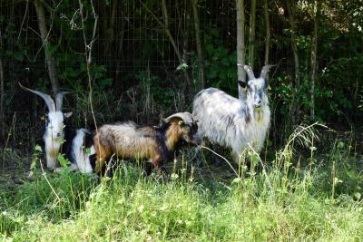 Chèvres en espace cloturé sur le port de Limay - Agrandir l'image 3 sur 9, fenêtre modale