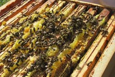 Abeilles sur une ruche - Agrandir l'image 4 sur 6, fenêtre modale