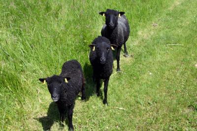 Moutons d'Ouessant en espace clôturé sur le port de Limay - Agrandir l'image 4 sur 9, fenêtre modale