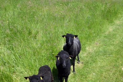 Moutons d'Ouessant en espace clôturé sur le port de Limay - Agrandir l'image 4 sur 9, fenêtre modale