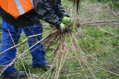 ns) espèces invasiveArrachage de Buddleia (arbre à papillos sur une zone de compensation - Agrandir l'image, fenêtre modale