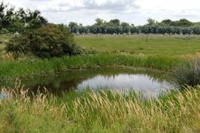 La peuplerie à Moulineaux - Agrandir l'image, fenêtre modale