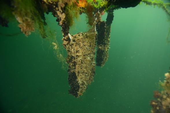 Biohut immergés dans le bassin de la Citadelle au port du Havre - Agrandir l'image, fenêtre modale