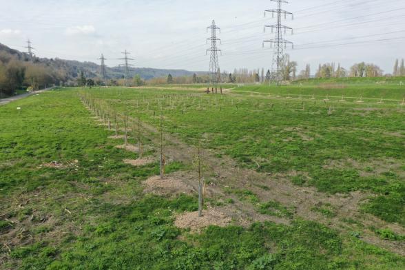 1 303 essences plantées sur le site Moulineaux - La Bouille - Agrandir l'image, fenêtre modale